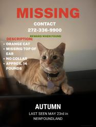 Lost Male Cat last seen Gardner rd, S Turnpike Rd, PA 18445