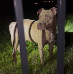 Found/Stray Male Dog last seen Westland , Westland, MI 48185