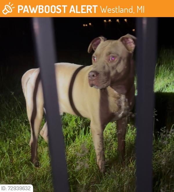 Found/Stray Male Dog last seen Westland , Westland, MI 48185