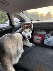 Found/Stray Female Dog last seen Lynnwood park zoo, Richlands, NC 28574