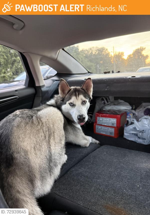 Found/Stray Female Dog last seen Lynnwood park zoo, Richlands, NC 28574