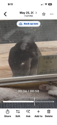 Found/Stray Unknown Cat last seen Hastings Ave, Worcester, MA 01606