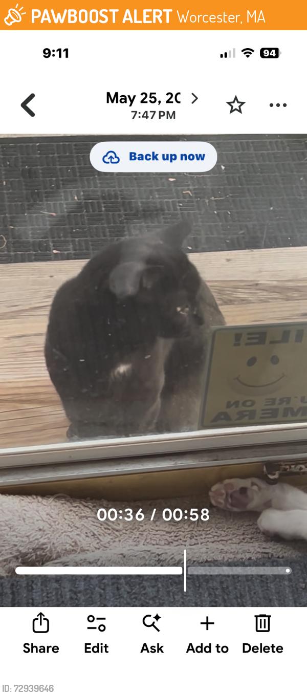 Found/Stray Unknown Cat last seen Hastings Ave, Worcester, MA 01606