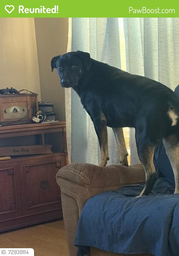 Reunited Female Dog last seen William Holliday Elementary School neighborhood , Fairview Heights, IL 62208