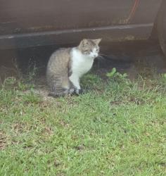 Found/Stray Male Cat last seen George County, Ward Community, Lucedale, MS 39452