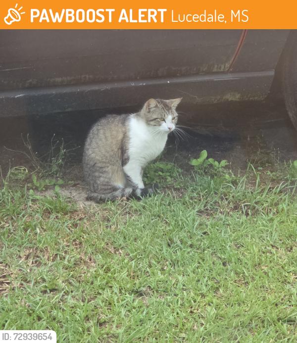 Found/Stray Male Cat last seen George County, Ward Community, Lucedale, MS 39452