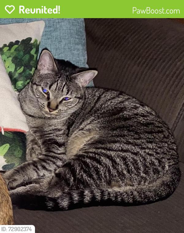 Reunited Female Cat last seen 103rd and Drake Ave, Chicago, IL 60655