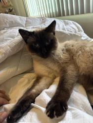 Lost Male Cat last seen Cub foods and equinox apmts , Saint Anthony, MN 55421