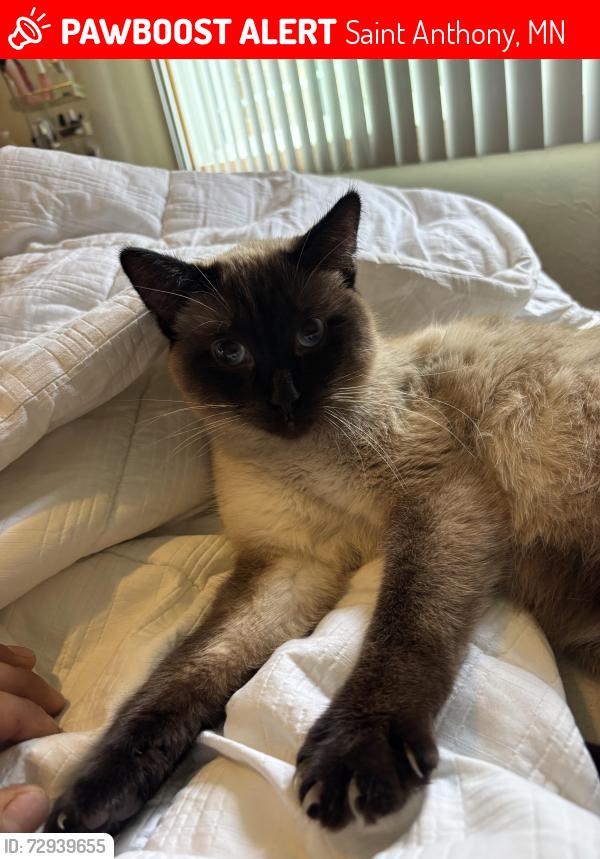 Lost Male Cat last seen Cub foods and equinox apmts , Saint Anthony, MN 55421