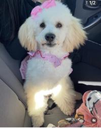 Lost Female Dog last seen East Ave J5 , Lancaster, CA 93535
