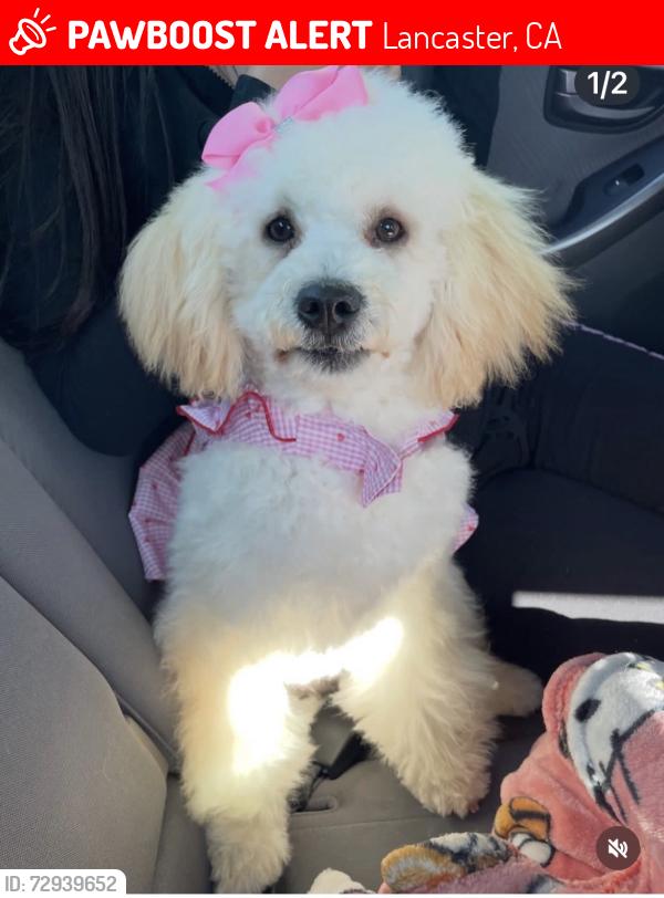 Lost Female Dog last seen East Ave J5 , Lancaster, CA 93535