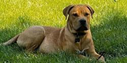 Reunited Male Dog last seen Thompson Rd, Texas 77318, USA, Montgomery County, TX 77318