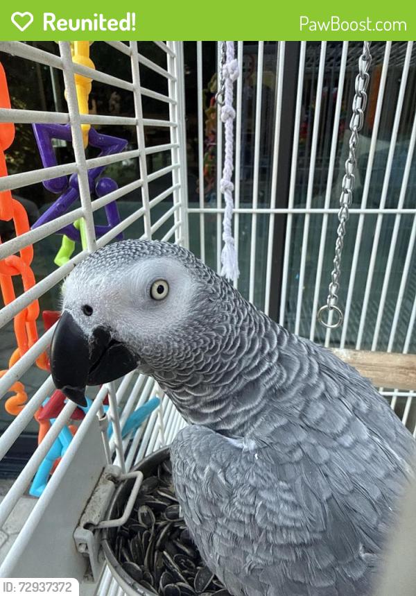 Reunited Male Bird last seen FM 1827 and Altoga Water , McKinney, TX 75071