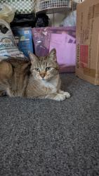 Reunited Female Cat last seen Near Monarch St, Garden Grove, CA 92841, USA, Garden Grove, CA 92841
