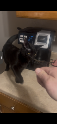 Lost Female Cat last seen Bailey Ave, Hedrick St, Eisenhower Dr, , Beckley, WV 25801