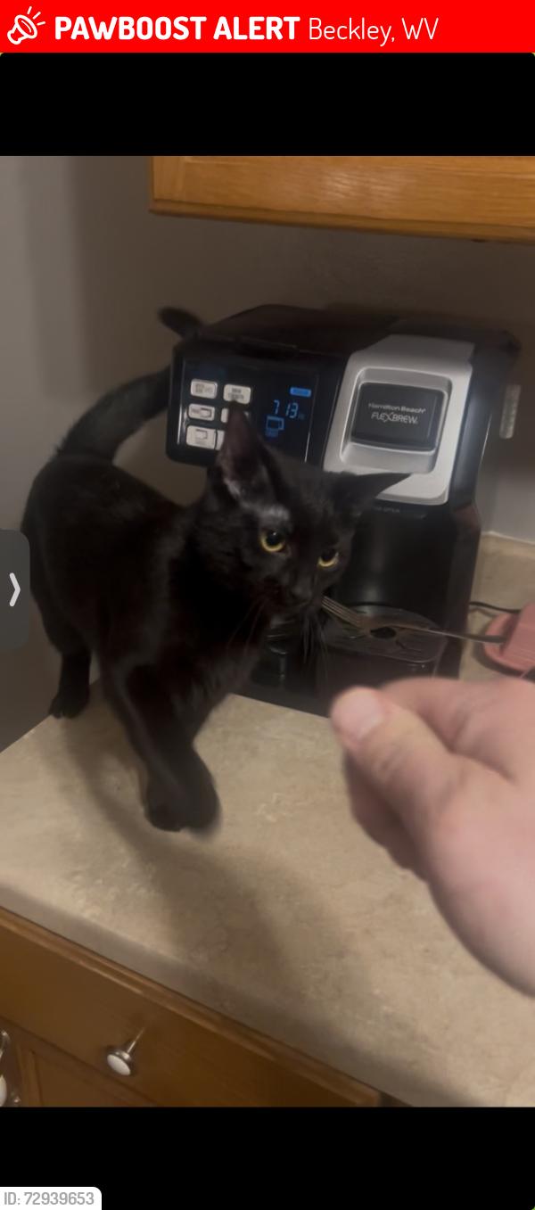 Lost Female Cat last seen Bailey Ave, Hedrick St, Eisenhower Dr, , Beckley, WV 25801