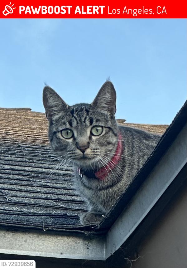 Lost Female Cat last seen Valjean and malden, Los Angeles, CA 91343