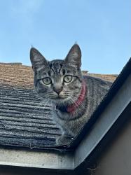 Lost Female Cat last seen Valjean and malden, Los Angeles, CA 91343