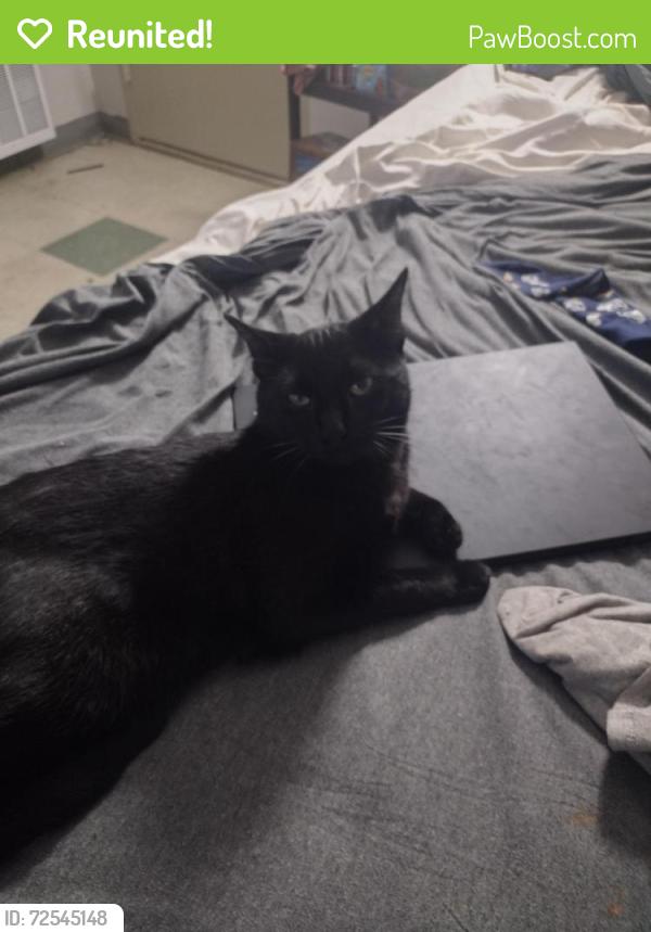Reunited Male Cat last seen Swannanoa Avenue , Asheville, NC 28806