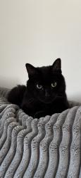 Lost Male Cat last seen Forsythe and black rock blvd , Valencia, PA 16059