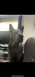 Reunited Female Dog last seen 55th and Valmont, Boulder co , Boulder, CO 80301