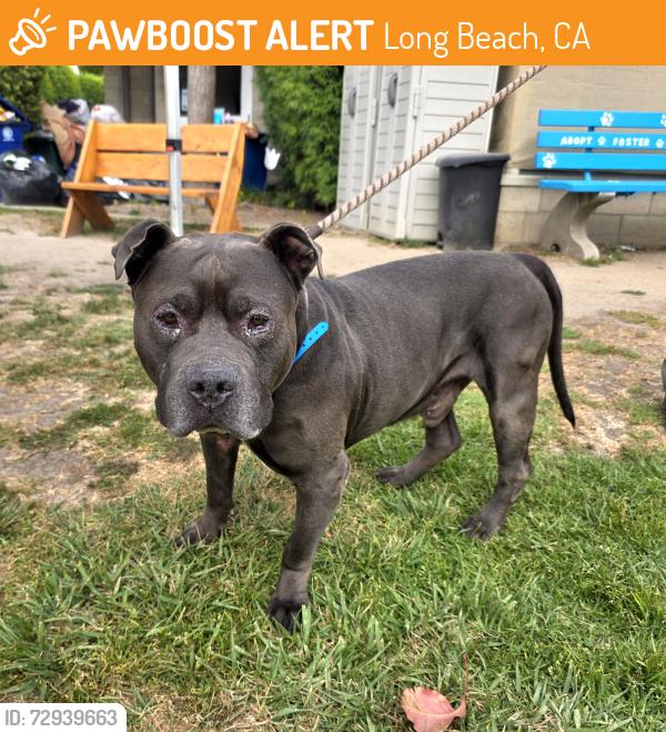 Found/Stray Male Dog last seen Near E Market St, Long Beach, CA 90805, Long Beach, CA 90805