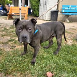 Found/Stray Male Dog last seen Near E Market St, Long Beach, CA 90805, Long Beach, CA 90805