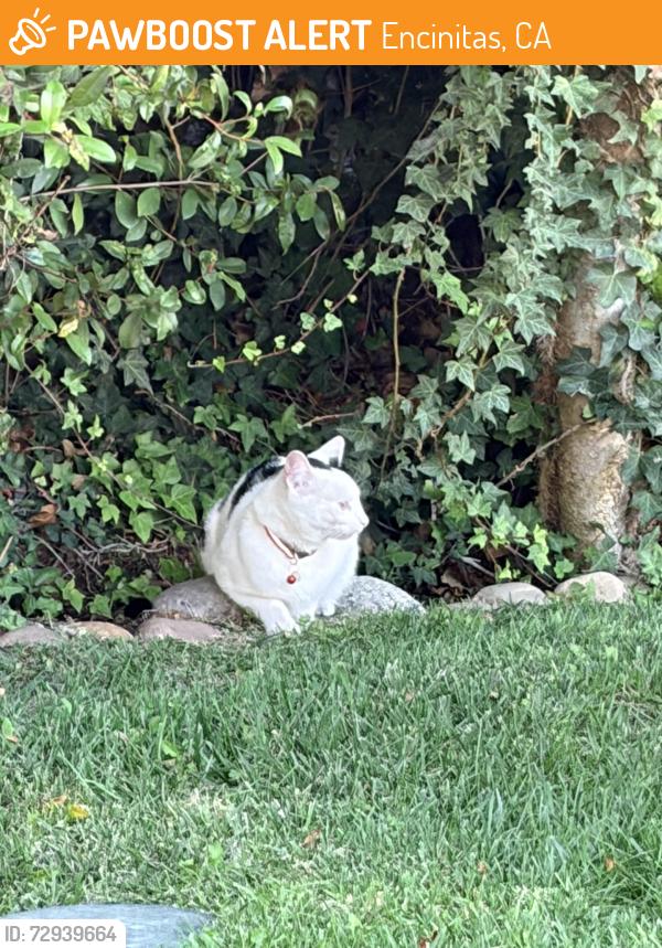 Found/Stray Unknown Cat last seen 4th and G St, Encinitas, CA 92024