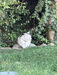 Found/Stray Unknown Cat last seen 4th and G St, Encinitas, CA 92024
