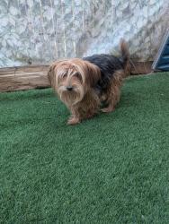 Reunited Male Dog last seen Monterrey East and Eric Dr NE, Albuquerque, NM 87109
