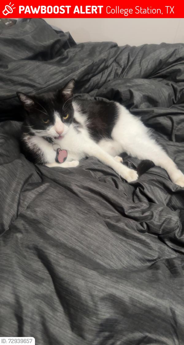 Lost Female Cat last seen Sunset ridge neighborhood , College Station, TX 77845