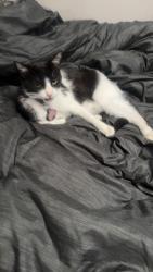 Lost Female Cat last seen Sunset ridge neighborhood , College Station, TX 77845