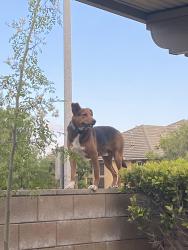 Found/Stray Unknown Dog last seen Victoria Gardens , Rancho Cucamonga, CA 91739