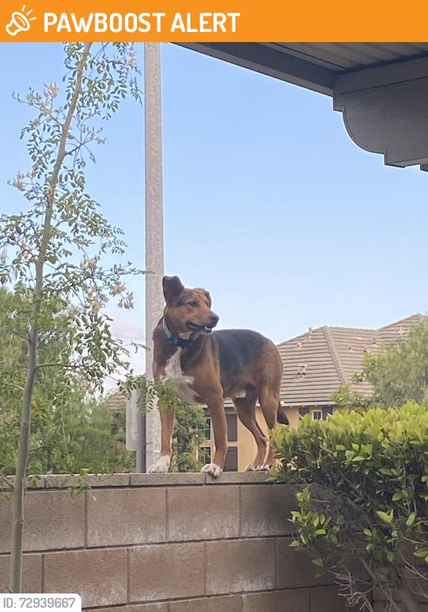 Found/Stray Unknown Dog last seen Victoria Gardens , Rancho Cucamonga, CA 91739