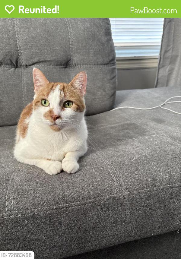 Reunited Male Cat last seen Grewenow School, Kenosha, WI 53143