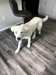 Found/Stray Male Dog last seen Red Orchid Dr, Houston, TX 77016