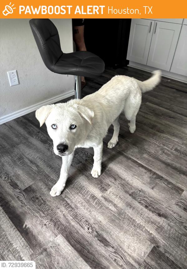 Found/Stray Male Dog last seen Red Orchid Dr, Houston, TX 77016
