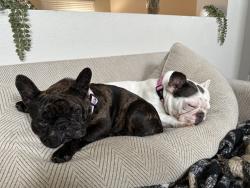 Reunited Female Dog last seen Near Claridge Dr, Arlington, TX 76018, USA, Arlington, TX 76018