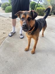 Found/Stray Male Dog last seen Near Silver Lake Road Reno, NV 89506, Reno, NV 89506