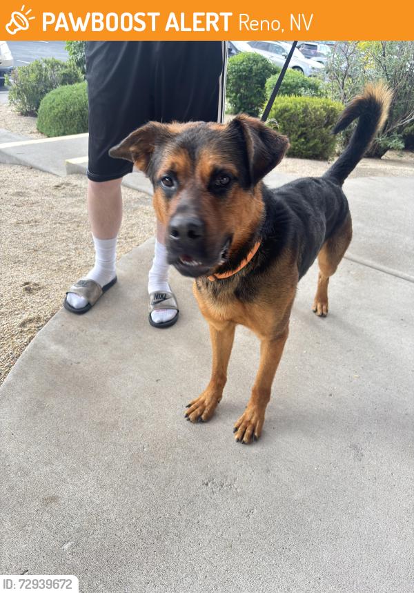 Found/Stray Male Dog last seen Near Silver Lake Road Reno, NV 89506, Reno, NV 89506