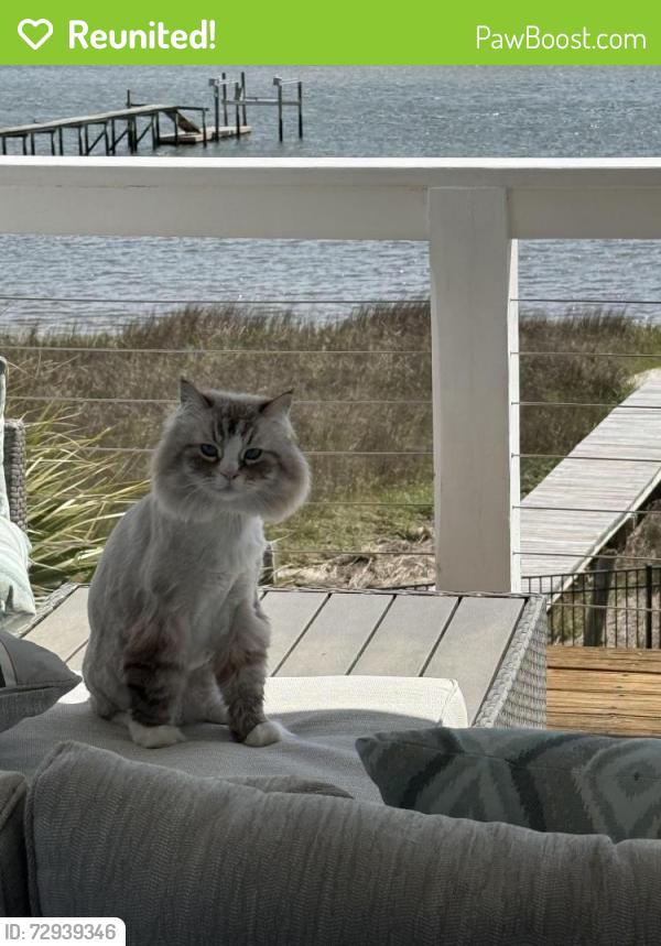 Reunited Male Cat last seen Last scene at our home on the water of Newkirk Road , Wilmington, NC 28409