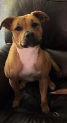 Reunited Female Dog last seen Thompson Rd, Texas 77318, USA, Montgomery County, TX 77318