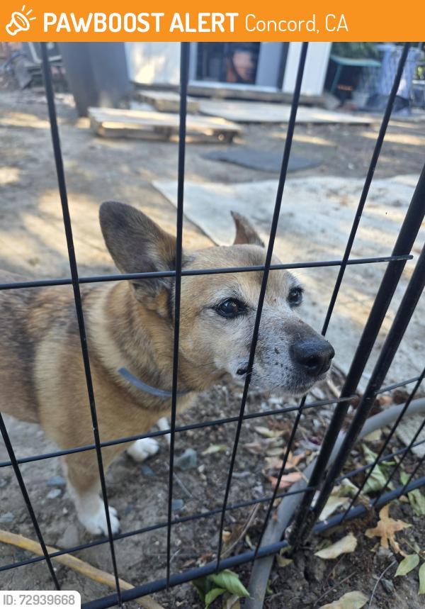 Found/Stray Female Dog last seen Ayers , Concord, CA 94521