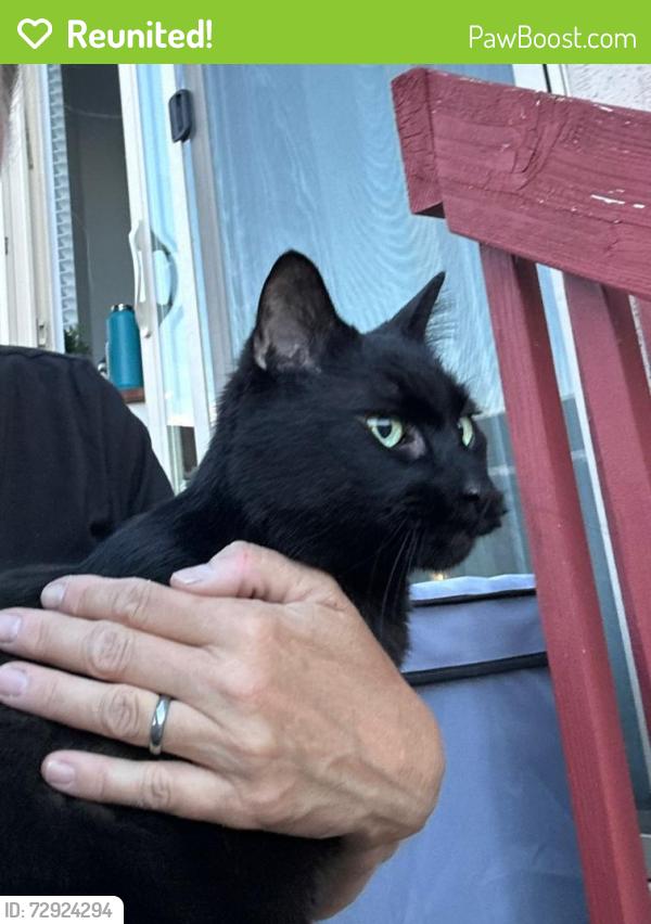 Reunited Unknown Cat last seen s behind Walmart, Saratoga Springs, UT 84045