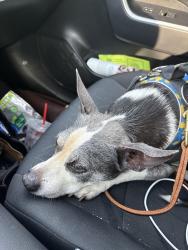 Reunited Male Dog last seen Monticello Rd, Weaverville, NC 28787