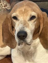 Reunited Female Dog last seen Haw Branch Rd and hwy 42, Beulaville, NC 28518