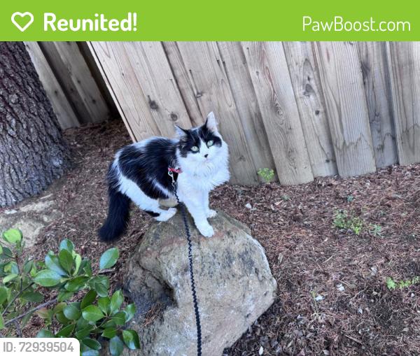 Reunited Female Cat last seen Gardenside/Rainbow, Cupertino, CA 95014