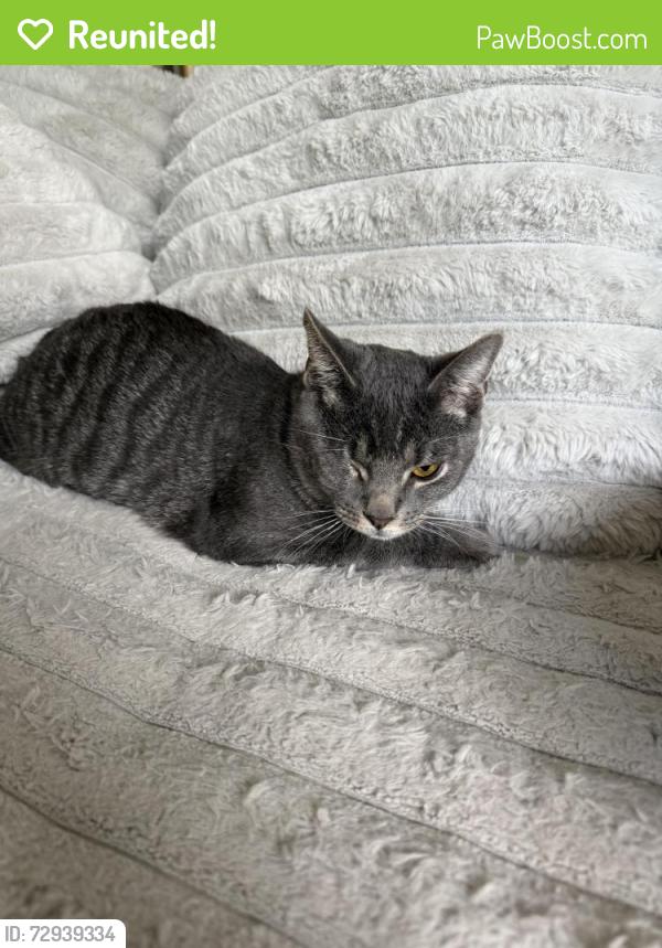 Reunited Unknown Cat last seen cortland covington ridge apmts , Thornton, CO 80233