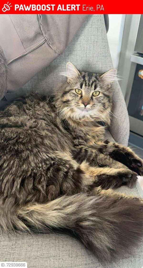 Lost Male Cat last seen 32nd and Pittsburgh , Erie, PA 16506