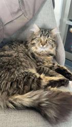 Lost Male Cat last seen 32nd and Pittsburgh , Erie, PA 16506
